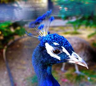 В Белгородском зоопарке