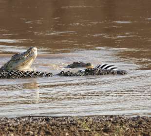 Das Krokodil hat zugeschlagen