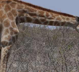 Etosha
