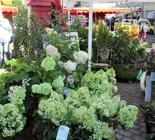 Rundgang über den Wochenmarkt Südermarkt 