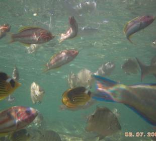 Fische unmittelbar in Strandnähe
