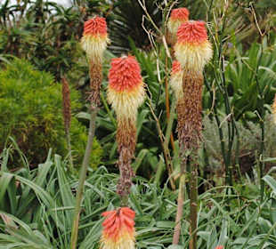 Minack Theatre Garten