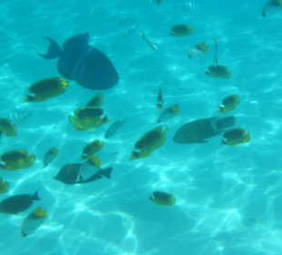Schnorcheln in der Lagune