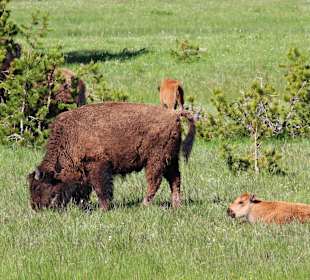 Yellowstone Nationalpark