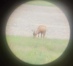 Tier Etosha Park