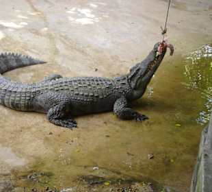 Поймал перекус