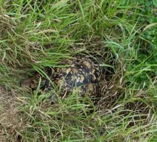 Sarova Salt Lick Game Lodge