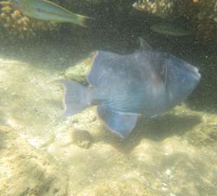 Schnorcheln Hurghada