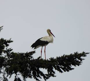 Ein Storch im Tannenbaum - unweit  von Pobierwo