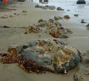 Moeraki Boulders