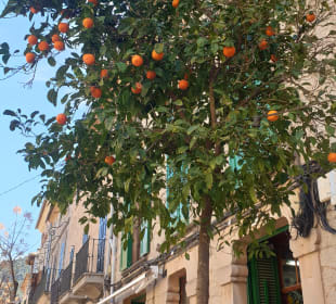 Stadtrundgang Valldemossa