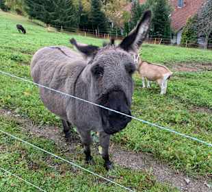 Wandern Todtnauberg