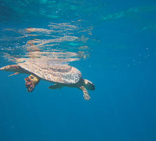 Täglich Schildkröten gesehen - Außenriff