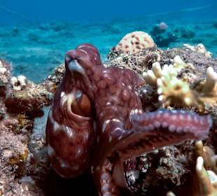 Schnorcheln Marsa Alam