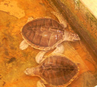 Schildkröteninsel