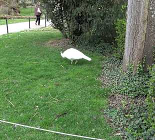 Zoologischer Stadtgarten
