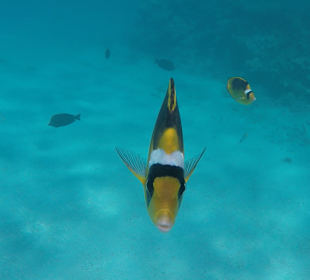 Schnorcheln Sahl Hasheesh