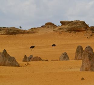 Emus laufen zwischen den Pinnacles