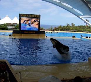 Orca Show