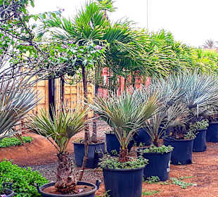 Botanischer Garten Viveiro