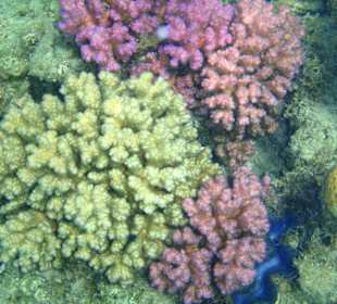 Hoteleigenes Korallenriff