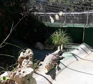 Safari-Zoo Sa Coma Spt 2017
