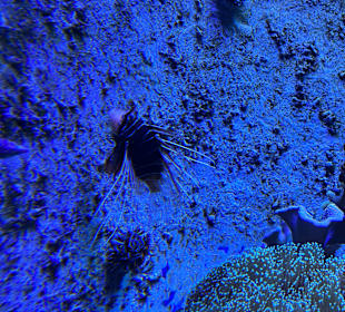 Aquazoo Löbbecke Museum Düsseldorf