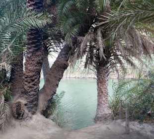 Palmenweg entlang des Flusses