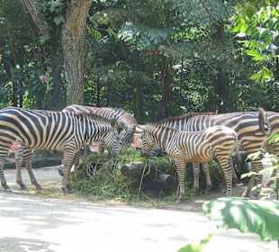 Singapore Zoo