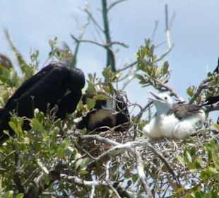 Ein Nest der Fregattvögel auf der Isla Contoy