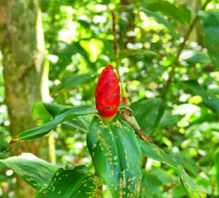 Cahuita National Park