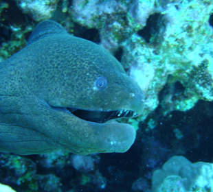 SimSim-Delphin-Schnorchelausflug