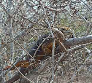 Наземная игуана