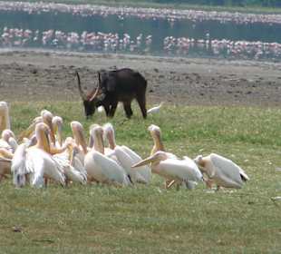 Wasserbock und Pelikane