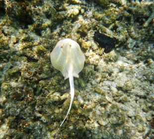 Kleiner Blaupunktrochen