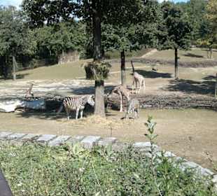 Zoo Brno