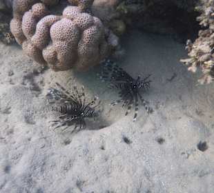 Tierwelt unter Wasser