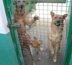 Persönlicher Besuch im Tierheim