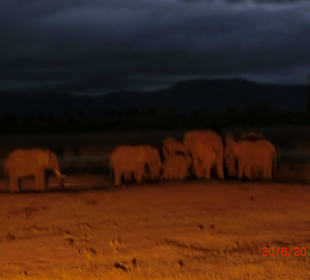 Elefantenfamilie im Morgengrauen