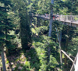Baumwipfelpfad Schwarzwald 