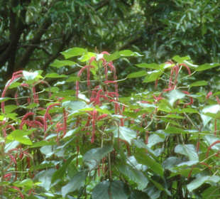 Im Pampelmousse Garden