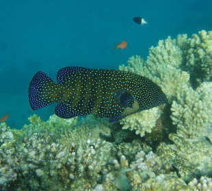 schöne Unterwasserwelt