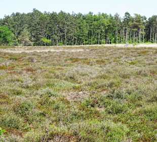 Impressionen aus den Cuxhavener Küstenheiden