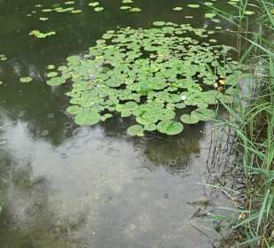 Forellenbächle Glacis Park