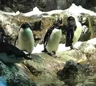 Pinguin Anlage im Loro Park.