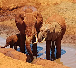 Rote Elefanten Tsavo Ost