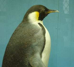 Ausstellung im Museum