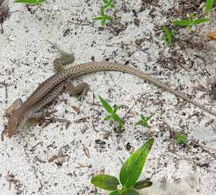 Tour & Ausflug Bayahibe