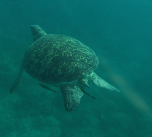 Eine riesige Meeresschildkröte in der Nähe