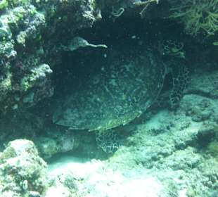 Schlafende Schildkröte